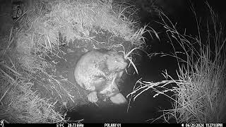 Nice Beaver!