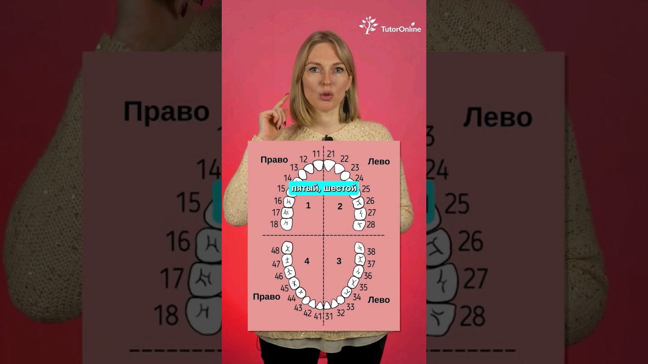 😁 Нумерация зубов