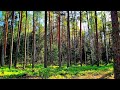 Forest Healing Sounds 🌿 Tranquil Birdsong for Sleep, Stress Relief & Inner Peace