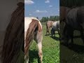 Stallion went for a walk in a herd of mares ।  Beautiful Horses