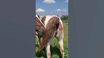 Stallion Went For A Walk In A Herd Of Mares Beautiful Horses 