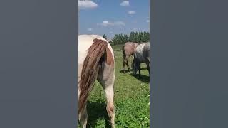 Stallion went for a walk in a herd of mares ।  Beautiful Horses