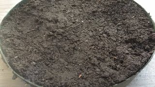 #Autocultivo | Día 0. Sembrando Semilla Casera | Apuntes Cannábicos | #Grower