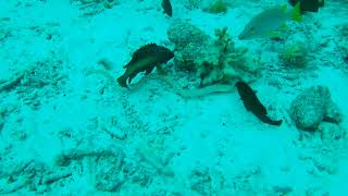 Another Spotted Snake Eel in Bonaire