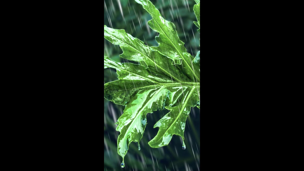 Rain Sounds for Sleeping | Relaxing White Noise