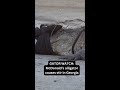 GATOR WATCH: McDonald’s alligator causes stir in Georgia