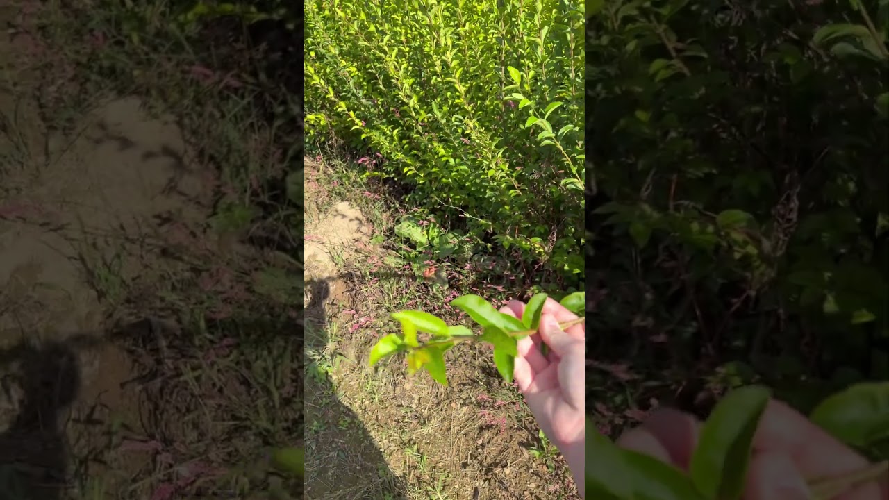 🌱 Купите один куст бирючины и получите второй бесплатно! 🌱 