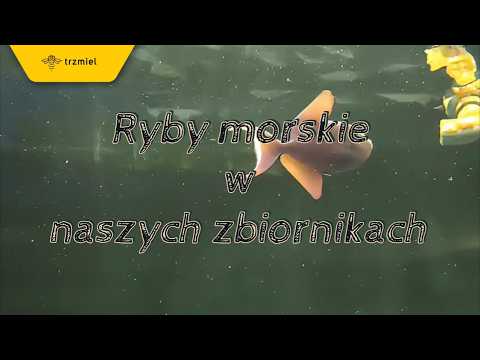 Ryby morskie w naszych zbiornikach