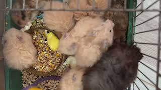 Hamsters - Хомяки - The excitement in the feeders