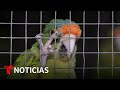 Planeta Tierra: Un refugio en El Salvador para aves en peligro de extinción | Noticias Telemundo