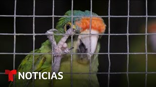 Planeta Tierra: Un refugio en El Salvador para aves en peligro de extinción | Noticias Telemundo