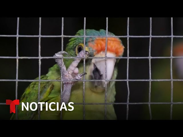 Planeta Tierra: Un refugio en El Salvador para aves en peligro de extinción | Noticias Telemundo