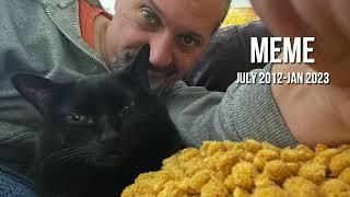 2023 Channel Update & Kitty Cat Cancer by DIY Xplorer 235 views 1 year ago 7 minutes, 19 seconds