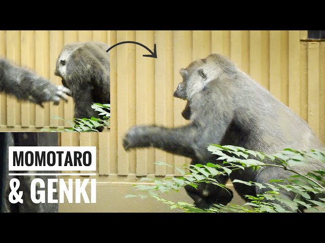Silverback Gorilla taps the Female on the head | Momotaro & Genki