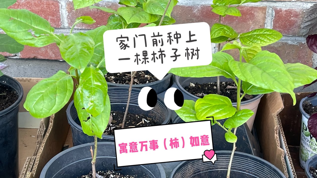 种柿子树 花园种果树 家门前种植柿子树 寓意万事 柿 如意噢 分享如何栽种柿子树 Plant Persimmon Tree Youtube
