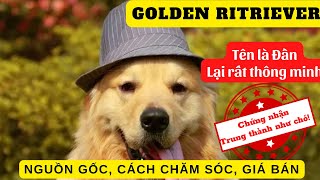 AZ về Đặc điểm  Tính cách  Giá chó Golden mà bạn nên biết