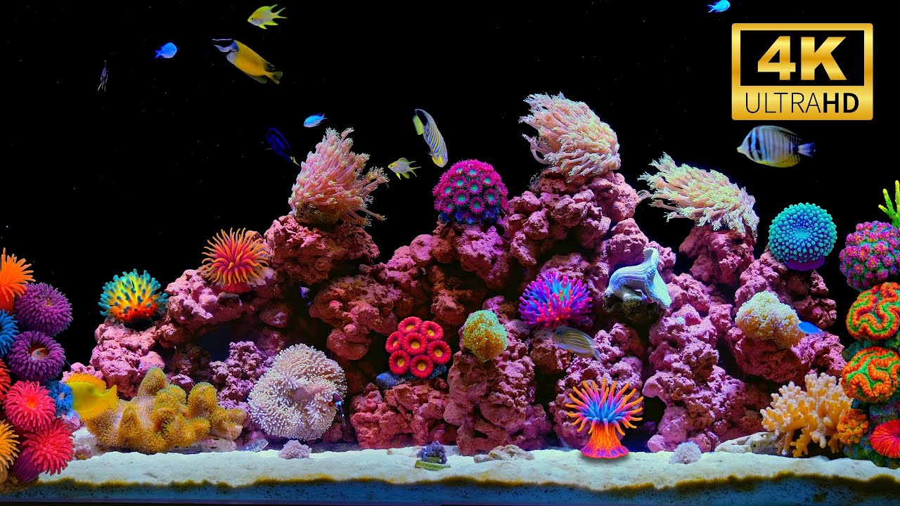 🐠 Peaceful 4K Aquarium Ambience (LIVE 24/7) | Real Water Flow & Colorful Marine Life