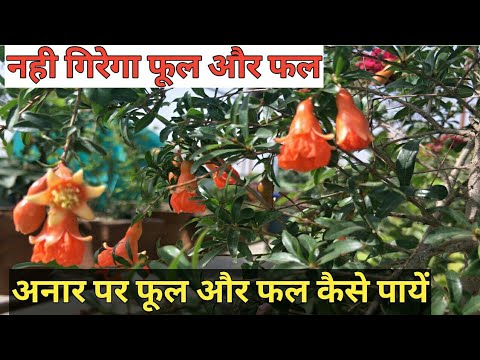 Pomegranate plant care tips for Healthy