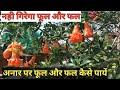 Pomegranate plant care tips for Healthy Flowers Home/Garden