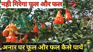 Pomegranate plant care tips for Healthy Flowers