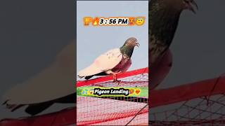 Pigeon Landing,✔️4:15pm5:00pm 6:14pmPigeon'sPowerful flight!#pigeon#kabootarbazi #shorts #desiflight