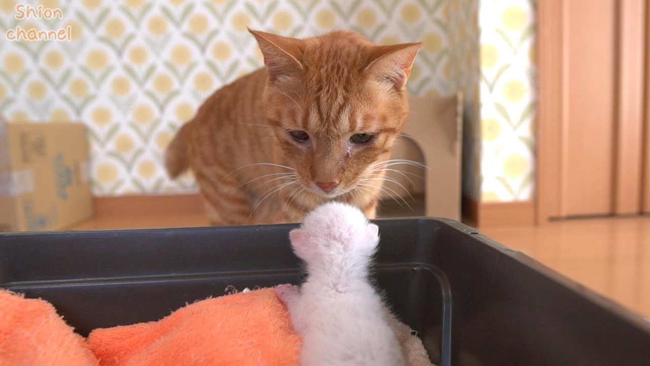 【生後9日】子猫好きの猫が1年ぶりに子猫に会った結果…