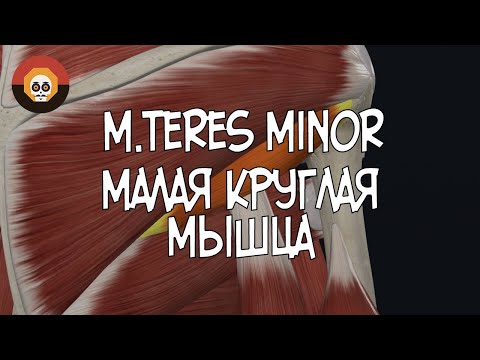Малая круглая мышца (m. teres minor) 3D Анатомия