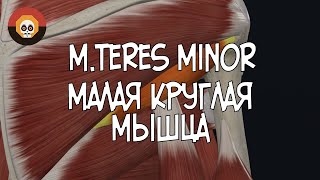 Малая круглая мышца (m. teres minor) 3D Анатомия