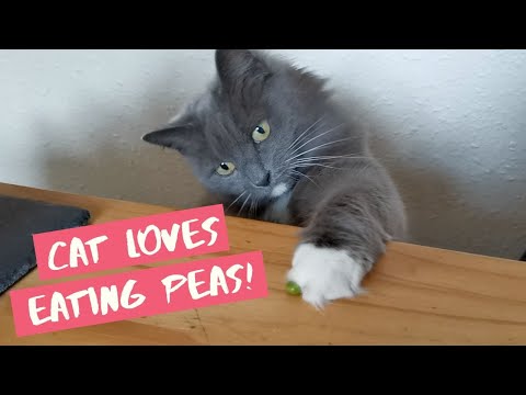 Cat Eats Peas At The Table | ASMR