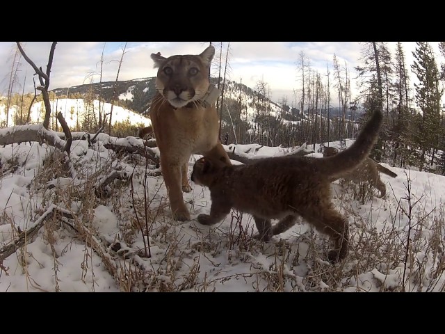 lobos están acabando con las crías de puma y provocando hambruna en los felinos adultos en EEUU | National Geographic en Español