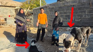 Download Lagu The story of rescuing a hungry dog by Abbas and his mother MP3 Download Lagu The story of rescuing a hungry dog by Abbas and his mother MP3