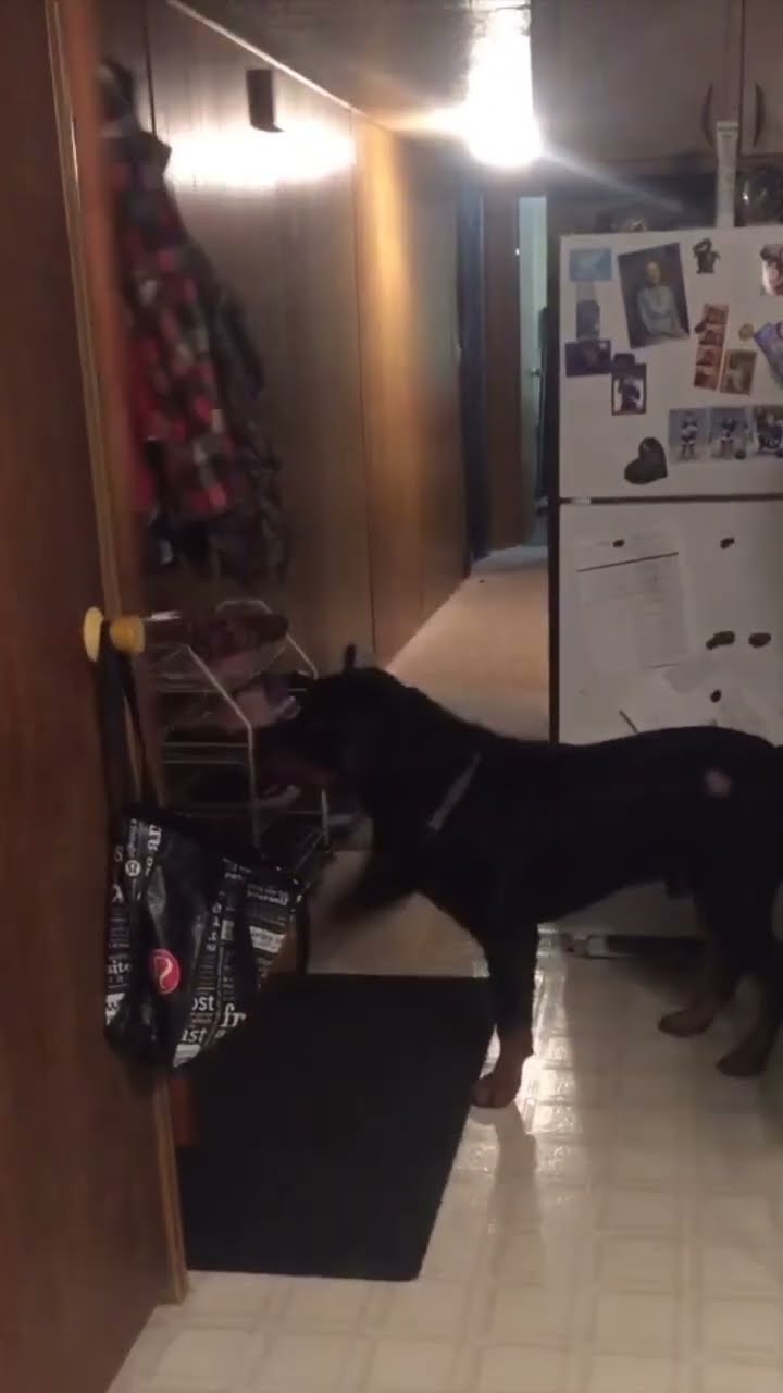 Polite Rottweiler Closes the Door for Us || ViralHog