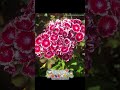 Турецкая гвоздика - это чудесное растение, которое любят за яркие цветы и неповторимый аромат