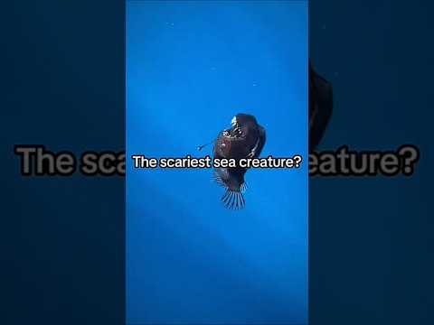 Lxghtxngsong BURNING MEMORY FUNK Playlists In Bio Fyp Sea Seacreature Mutant Scary Edit