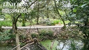 T121❤️Bán 5 công vườn sầu riêng ở xã cẩm sơn cai lậy tiền giang