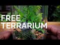How to make a terrarium for free  build a terrarium without spending any money
