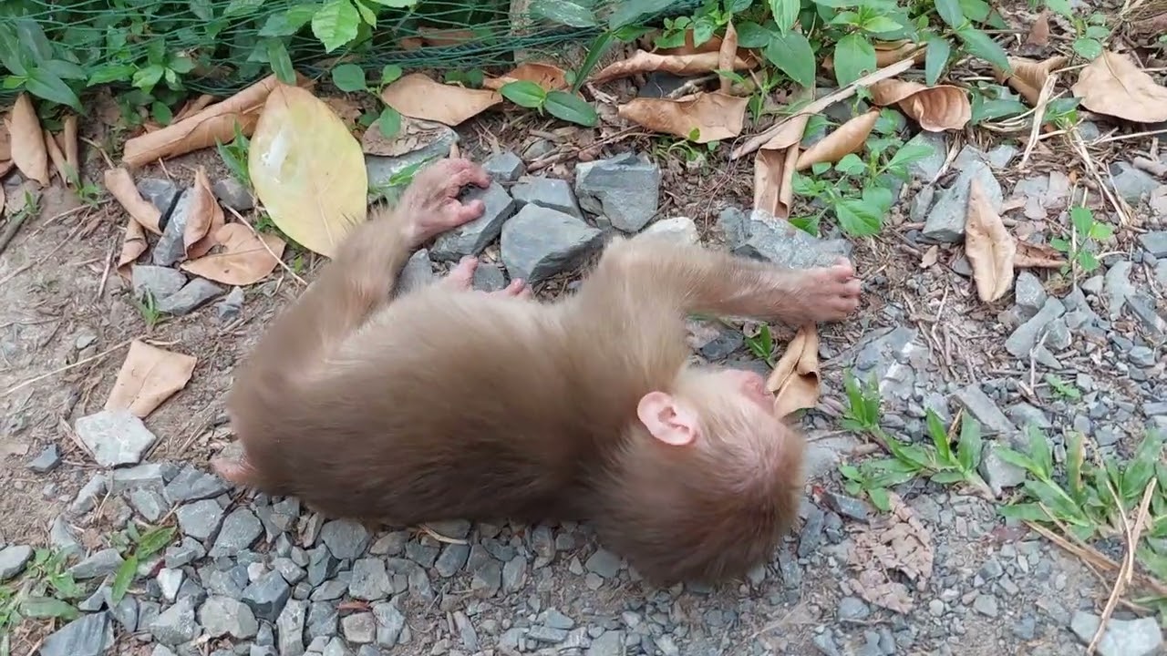 La vida diaria del mono CuBi