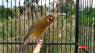 Galinhas belo !! Pinte-roteando as vibrações de cannry