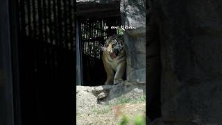 뺙! 삐약!! 하는 설호🐯문지방을 넘어 엄마에게로 GO!!(26.6.2)