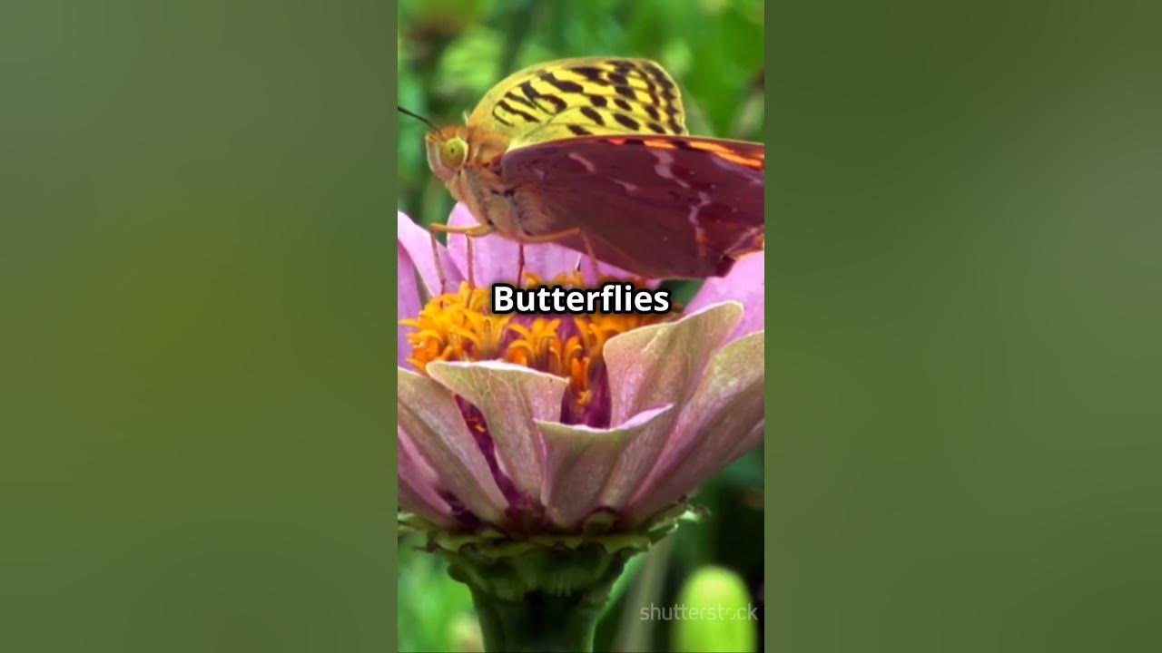 5 MindBlowing Insect Facts You’ve NEVER Heard Of🐜!facts foryou