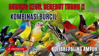 Suara Pikat Burcil Kombinasi Kolibri Ribut II  Terbukti Paling Ampuh.