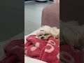 졸려 #maltipoo  #dog