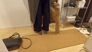 実家の柴犬と遊んだ後に帰宅したら愛犬の浮気チェックがすごかったw【トイプードル】