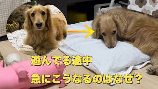 遊んでる途中にフリーズする犬が可愛い💕(ガムボール）（ミニチュアダックスフンド）