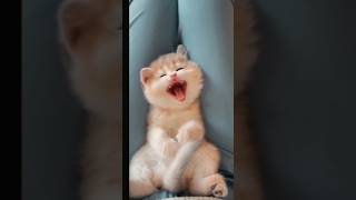 #usa #funny #comedy #cat #dontlaugh #funnyvideos #viral