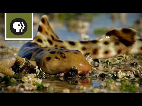 Epaulette Shark Walks on Land