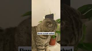 Burnuma Tüy Kaçtı Da Şfet