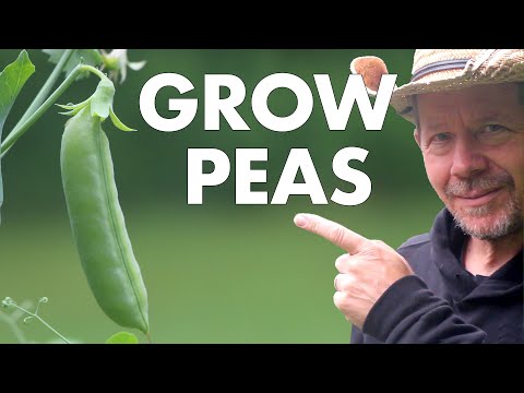 Want To Grow Sugar Snap Peas? My Tips