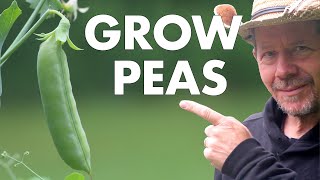 Want To Grow Sugar Snap Peas? My Tips