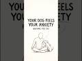Your Dog Feels Your Anxiety Before You Do (Psychology Explained)